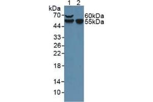Figure. (Factor VII antibody  (AA 42-169))