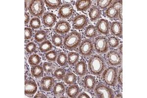 Immunohistochemical staining of human stomach with TMEM181 polyclonal antibody  shows strong cytoplasmic positivity, with a granular pattern in glandular cells.