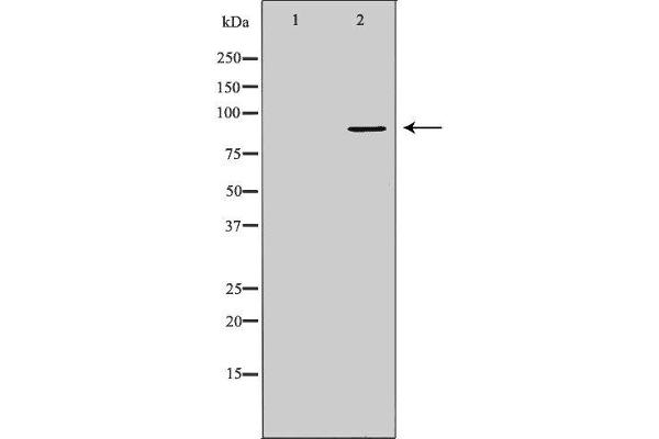 TNFAIP3 antibody  (Internal Region)