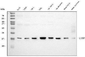 Western blot analysis of LSM8 using anti-LSM8 antibody (ABIN7599578).