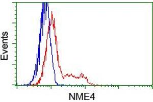 Image no. 7 for anti-NME/NM23 Nucleoside Diphosphate Kinase 4 (NME4) antibody (ABIN1499775) (NME4 antibody)