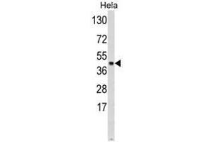 Western blot analysis of SKP2 Antibody (Center) in Hela cell line lysates (35ug/lane). (SKP2 antibody  (Middle Region))