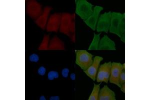 ABIN6257634 and ABIN6274771 staining Hela cells by IF/ICC. (RPL18 antibody  (C-Term))