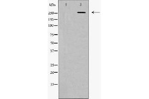 Fibronectin 1 antibody  (C-Term)