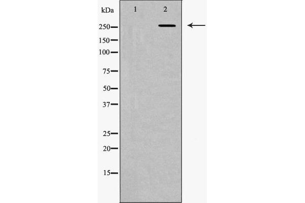 Fibronectin 1 antibody  (C-Term)