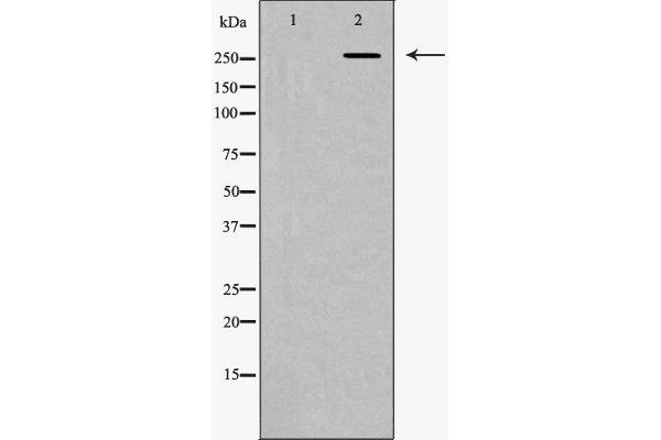 Fibronectin 1 antibody  (C-Term)