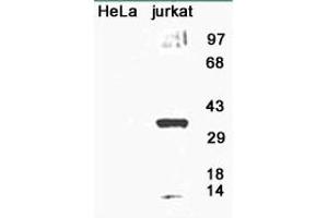 Image no. 1 for anti-8-Oxoguanine DNA Glycosylase (OGG1) (AA 1-100), (N-Term) antibody (ABIN363384) (OGG1 antibody  (N-Term))