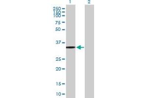 Western Blot analysis of P2RY8 expression in transfected 293T cell line by P2RY8 MaxPab polyclonal antibody. (P2RY8 antibody  (AA 1-359))