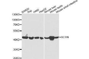 Western blot analysis of extracts of various cell lines, using ACAT1 antibody. (ACAT1 antibody  (AA 1-145))