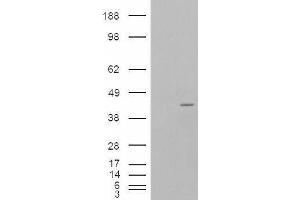 NCF4 antibody  (Internal Region)