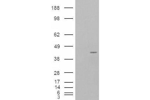 NCF4 antibody  (Internal Region)