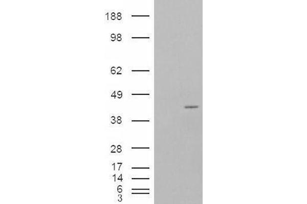 NCF4 antibody  (Internal Region)