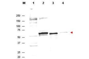 Western Blot of Rabbit Anti-AKT Antibody.