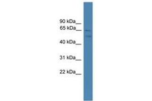 Image no. 1 for anti-Spermatogenesis Associated 2 (SPATA2) (AA 441-490) antibody (ABIN6745274) (SPATA2 antibody  (AA 441-490))