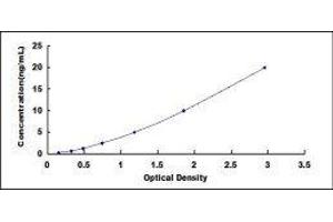 Synuclein, gamma (Breast Cancer-Specific Protein 1) (SNCG) ELISA Kit