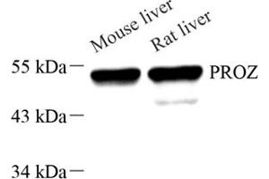 Western blot analysis of PZ (ABIN7074564),at dilution of 1: 1000 (PROZ antibody)
