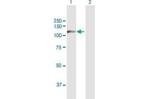 Western Blot analysis of RECK expression in transfected 293T cell line by RECK MaxPab polyclonal antibody. (RECK antibody  (AA 1-971))