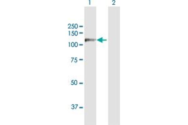 RECK antibody  (AA 1-971)