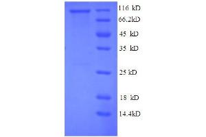 SDS-PAGE (SDS) image for P450 (Cytochrome) Oxidoreductase (POR) (AA 2-671), (partial) protein (GST tag) (ABIN5712465) (POR Protein (AA 2-671, partial) (GST tag))