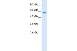 WB Suggested Anti-C16ORF44 Antibody Titration:  1. (KLHL36 antibody  (N-Term))