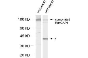Western Blotting (WB) image for anti-Small Ubiquitin Related Modifier Protein 1 (SUMO1) (AA 57-70) antibody (ABIN1742527) (SUMO1 antibody  (AA 57-70))
