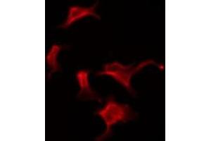 OR10G2 antibody