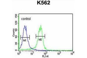 Flow cytometric analysis of K562 cells using JMJD2B Antibody (N-term) Cat. (KDM4B antibody  (N-Term))