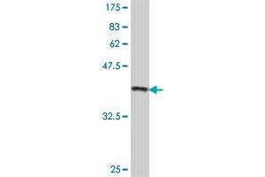 Western Blot detection against Immunogen (37. (s100a4 antibody  (AA 1-101))