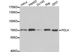 Western blot analysis of extracts of various cell lines, using POLH antibody (ABIN5970934) at 1/1000 dilution. (POLH antibody)