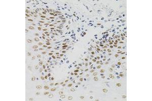 Immunohistochemistry of paraffin-embedded human esophagus using AKAP8 antibody (ABIN5975842) (40x lens). (AKAP8 antibody)