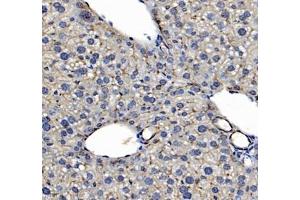 Immunohistochemistry of paraffin embedded mouse liver using MAL2 (ABIN7074549) at dilution of 1: 700 (400x lens)