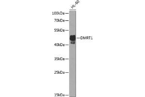 Western blot analysis of extracts of HL-60 cells, using DMRT1 antibody  at 1:1000 dilution. (DMRT1 antibody  (AA 134-373))
