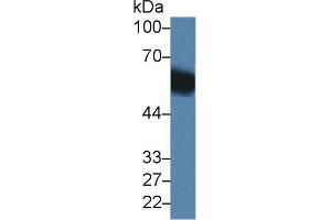 Western blot analysis of Mouse Liver lysate, using Mouse DBP Antibody (1 µg/ml) and HRP-conjugated Goat Anti-Rabbit antibody (