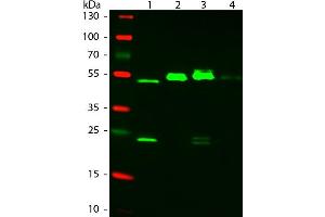 Western Blot of ATTO 550 Rabbit Anti-Mouse IgG (gamma 1, 2a, 2b, 3) secondary antibody. (Rabbit anti-Mouse IgG Antibody (Atto 550) - Preadsorbed)