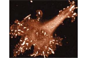 Immunoflurorescent staining on Human Endothelial cells. (VASP antibody  (AA 248-379))