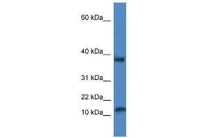 Western Blot showing Vamp1 antibody used at a concentration of 1. (VAMP1 antibody  (Middle Region))