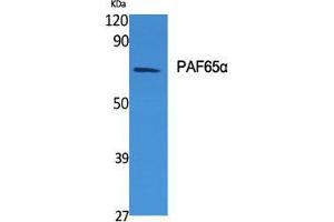 Western Blot (WB) analysis of specific cells using PAF65alpha Polyclonal Antibody.