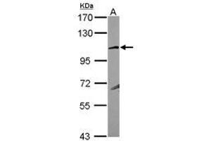 Image no. 1 for anti-Glutamate Receptor, Ionotropic, Kainate 4 (GRIK4) (N-Term) antibody (ABIN1494025) (GRIK4 antibody  (N-Term))