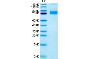 Biotinylated Human Siglec-5 on Tris-Bis PAGE under reduced condition. (SIGLEC5 Protein (AA 17-434) (His-Avi Tag,Biotin))