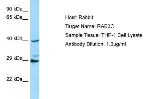 Host: RabbitTarget Name: RAB3CAntibody Dilution: 1. (Rab3c antibody  (C-Term))