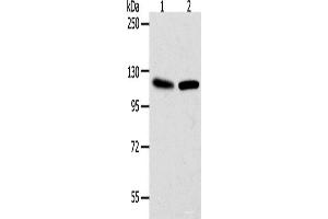 Western blot analysis of Hela cells NIH/3T3 cells using WDR6 Polyclonal Antibody at dilution of 1:1000 (WDR6 antibody)
