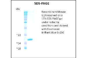 SDS-PAGE (SDS) image for Interleukin 1 alpha (IL1A) (Active) protein (ABIN5509332) (IL1A Protein)