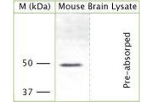 Rabbit antibody to cytoplasmic domain of KCNJ12 (KCNJN1, Kir2. (Kir2.2 antibody  (Cytoplasmic Domain))