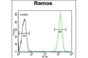 CMTM7 Antibody (N-term) (ABIN651213 and ABIN2840134) flow cytometric analysis of Ramos cells (right histogram) compared to a negative control cell (left histogram).