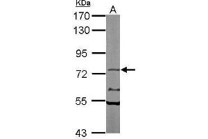 Western blot analysis of 50 ug of whole cell lysate (A: Mouse brain) using a 7. (NXF1 antibody)