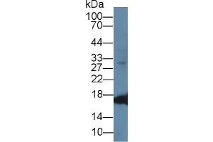 Western Blot; Sample: Caprine Cerebrum lysate; Primary Ab: 1µg/ml Rabbit Anti-Ovine MYO Antibody Second Ab: 0. (Myoglobin antibody  (AA 1-154))