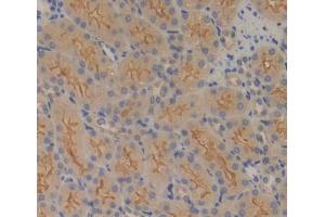 IHC-P analysis of kidney tissue, with DAB staining. (FPGS antibody  (AA 210-439))