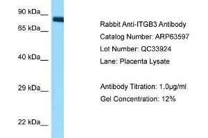 Western Blotting (WB) image for anti-Integrin beta 3 (ITGB3) (N-Term) antibody (ABIN2789560)
