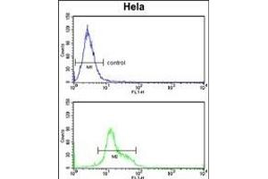 DTX4 Antibody (N-term) (ABIN652817 and ABIN2842533) flow cytometry analysis of Hela cells (bottom histogram) compared to a negative control cell (top histogram). (Deltex Homolog 4 antibody  (N-Term))