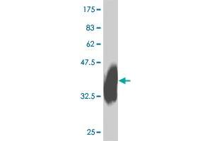 Western Blot detection against Immunogen (36. (IL27 Receptor alpha antibody  (AA 33-132))